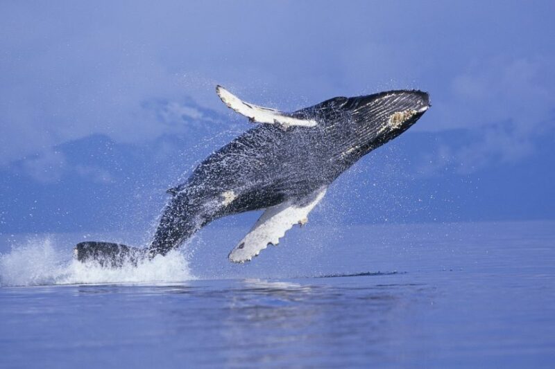 Megfejtették, hogyan képesek víz alatt énekelni a bálnák!