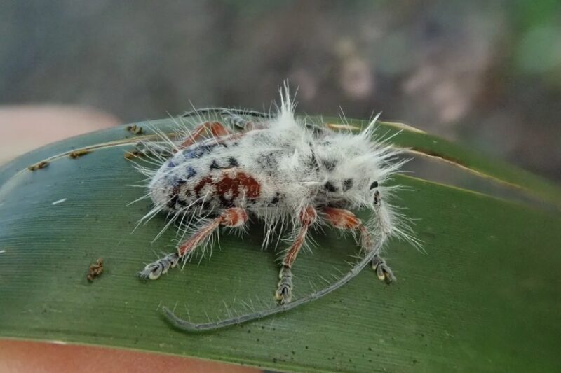 Megdöbbentő felfedezés! Furcsa, “gombával fertőzött, halott bogarat” fedeztek fel, ami ennek ellenére még mindig él!